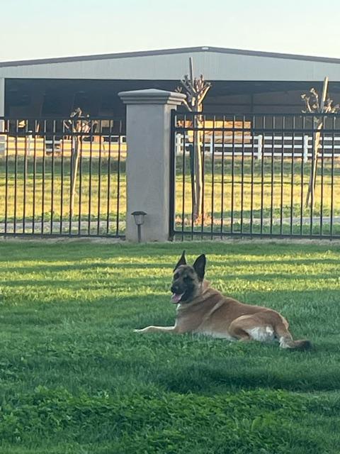 Enlarge CS Bruno, a Adoptable Belgian Shepherd / Malinois in Vancouver, WA image 4/6