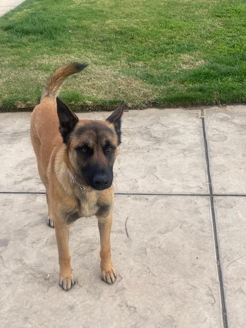 Enlarge CS Bruno, a Adoptable Belgian Shepherd / Malinois in Vancouver, WA image 5/6