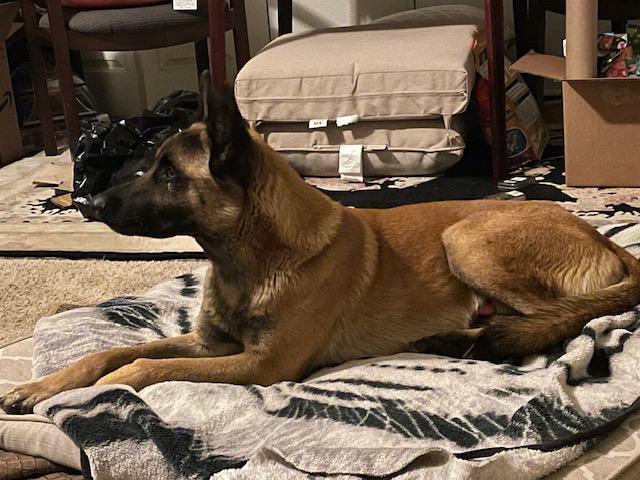 Enlarge CS Bruno, a Adoptable Belgian Shepherd / Malinois in Vancouver, WA image 6/6
