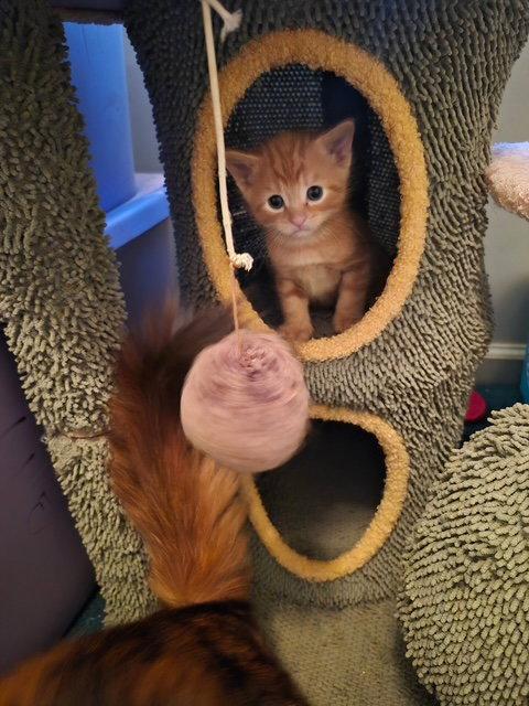 C315 Litter Orion, Adopted, Kitten Male Domestic Short Hair & Tabby.