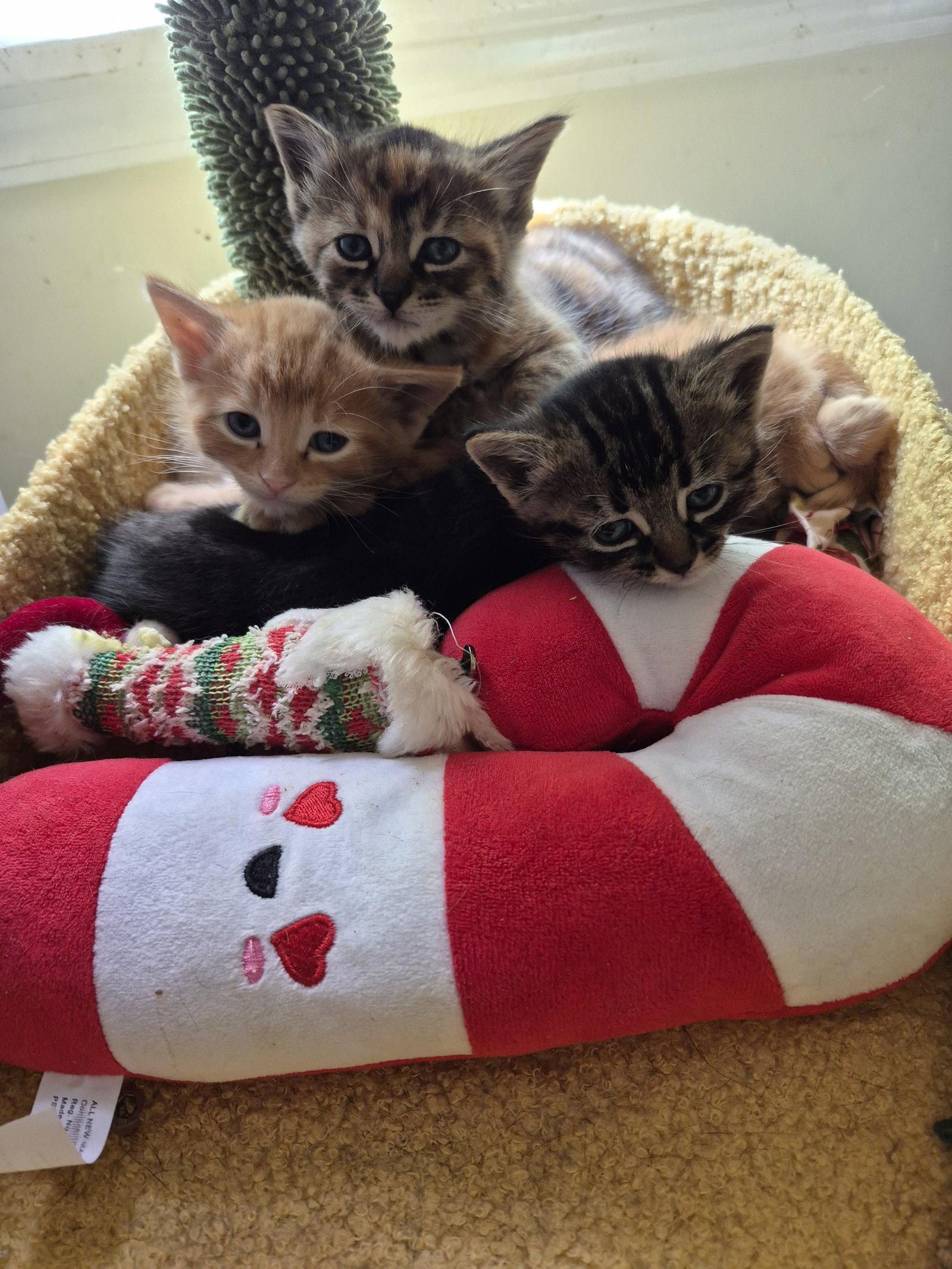 C315 Litter Orion, a Adopted mixed breed in Livonia, MI image 2/3