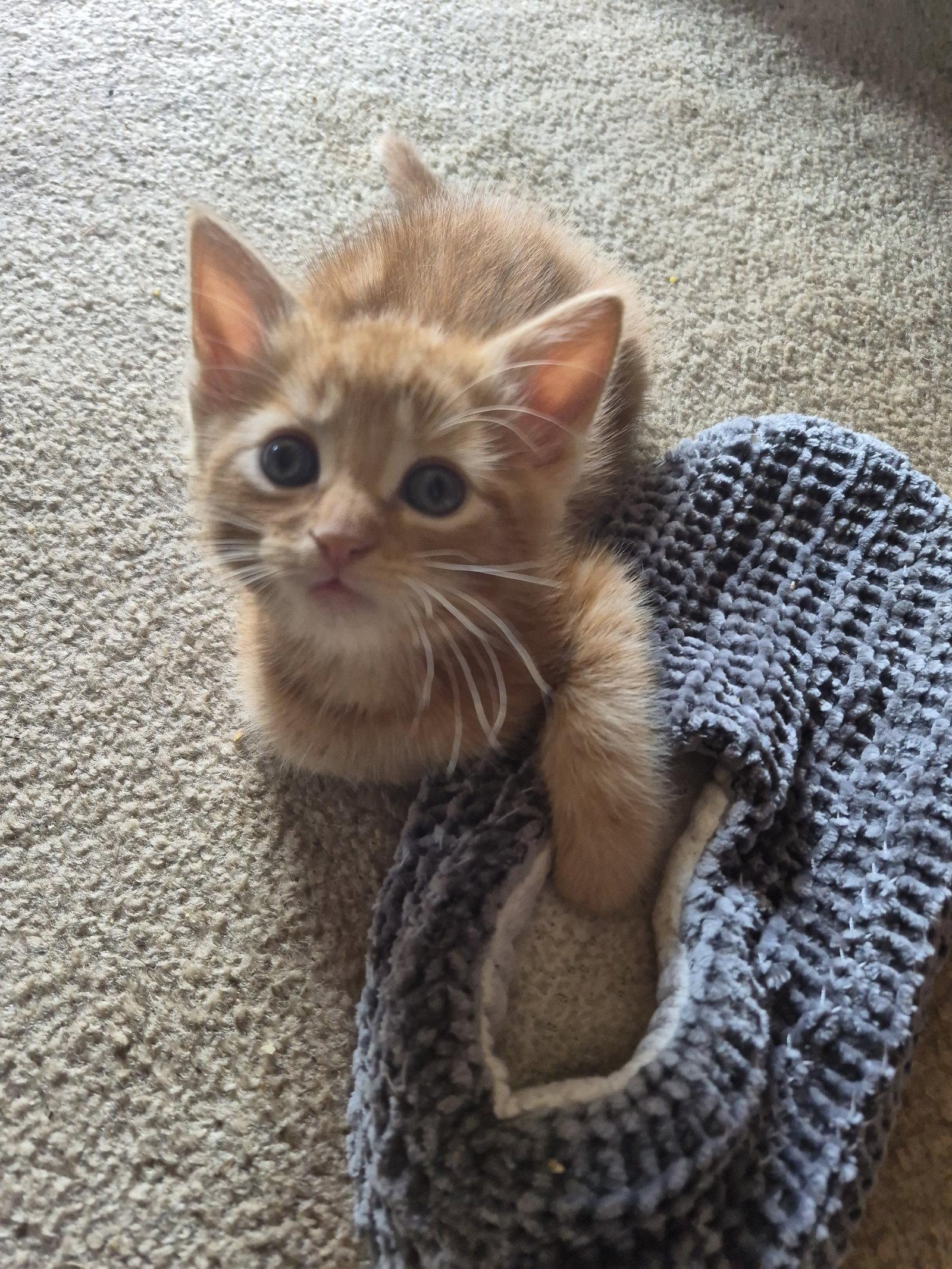 C315 Litter Orion, a Adopted mixed breed in Livonia, MI image 3/3