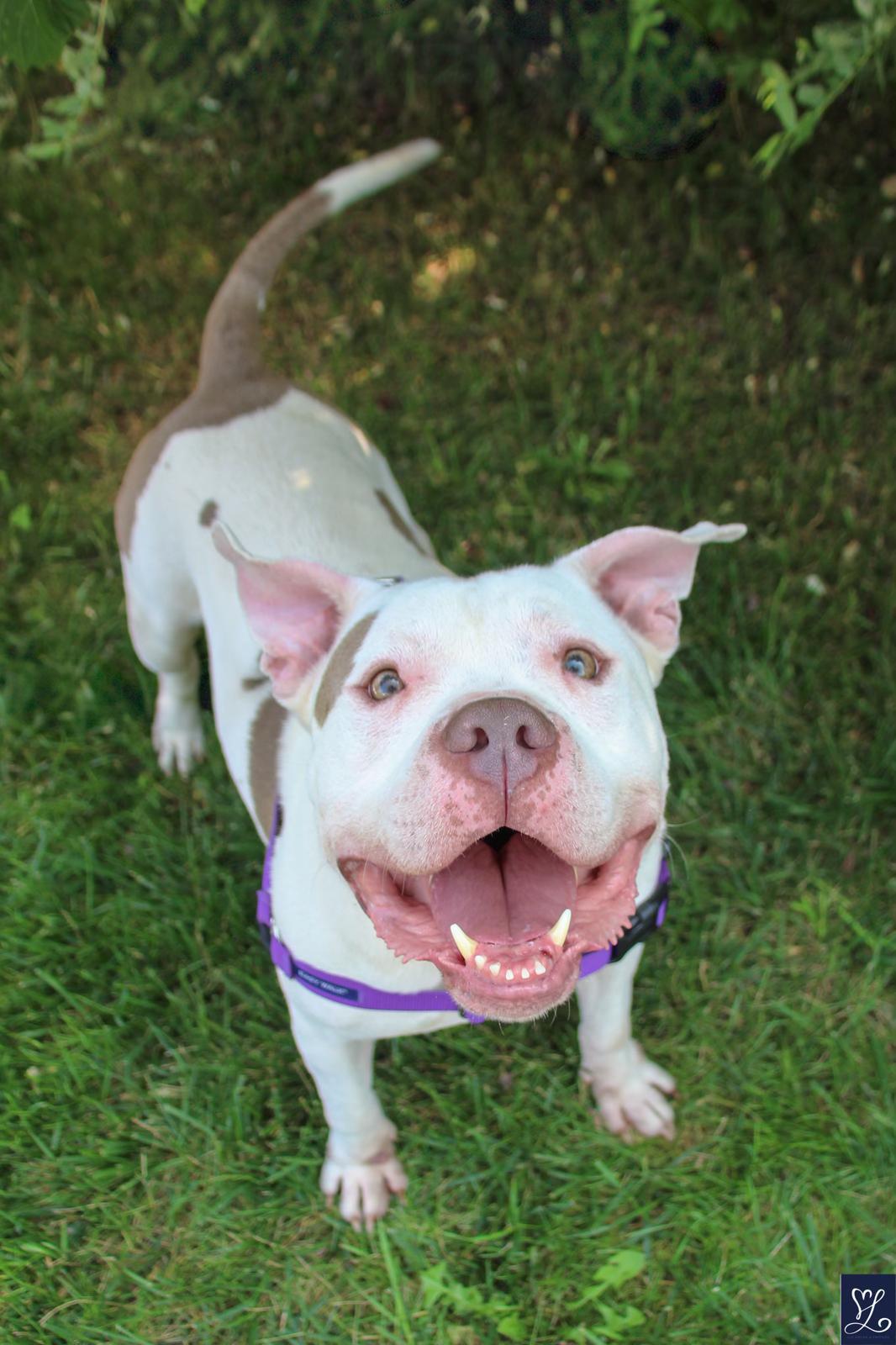Otis, Adoptable, Adult Male Mixed Breed.