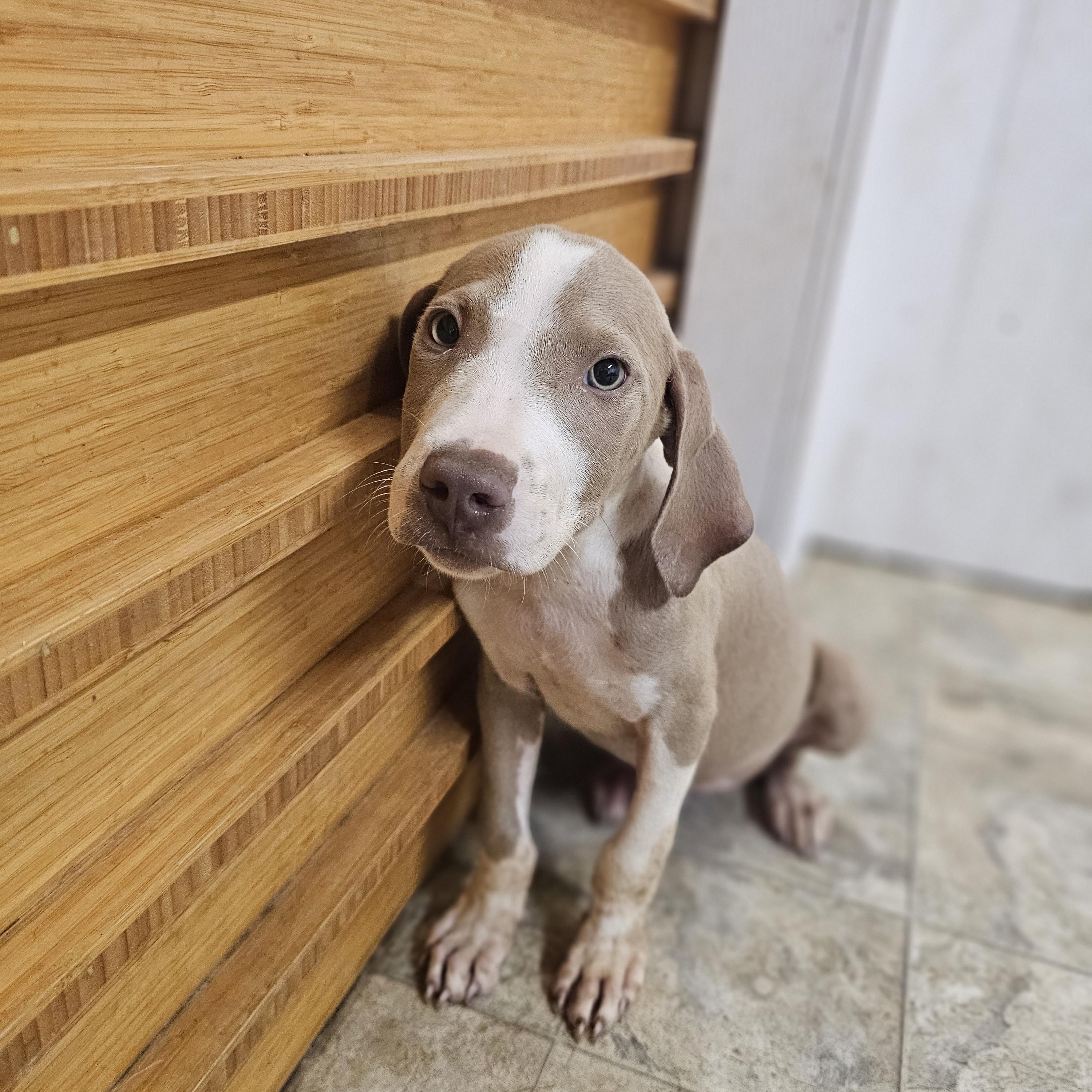 Bitty Boy, Young Male Terrier