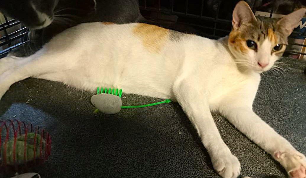 Enlarge Stacy (Courtesy Post), a Adoptable Domestic Short Hair in San Jose, CA image 1/6