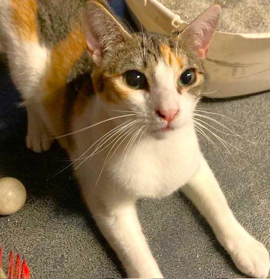 Enlarge Stacy (Courtesy Post), a Adoptable Domestic Short Hair in San Jose, CA image 4/6