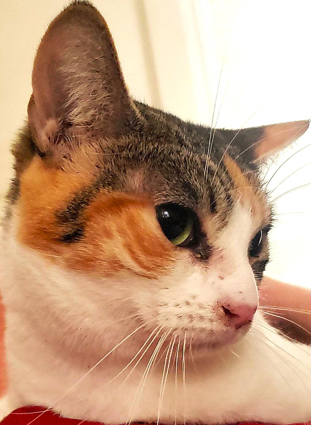 Enlarge Stacy (Courtesy Post), a Adoptable Domestic Short Hair in San Jose, CA image 3/3