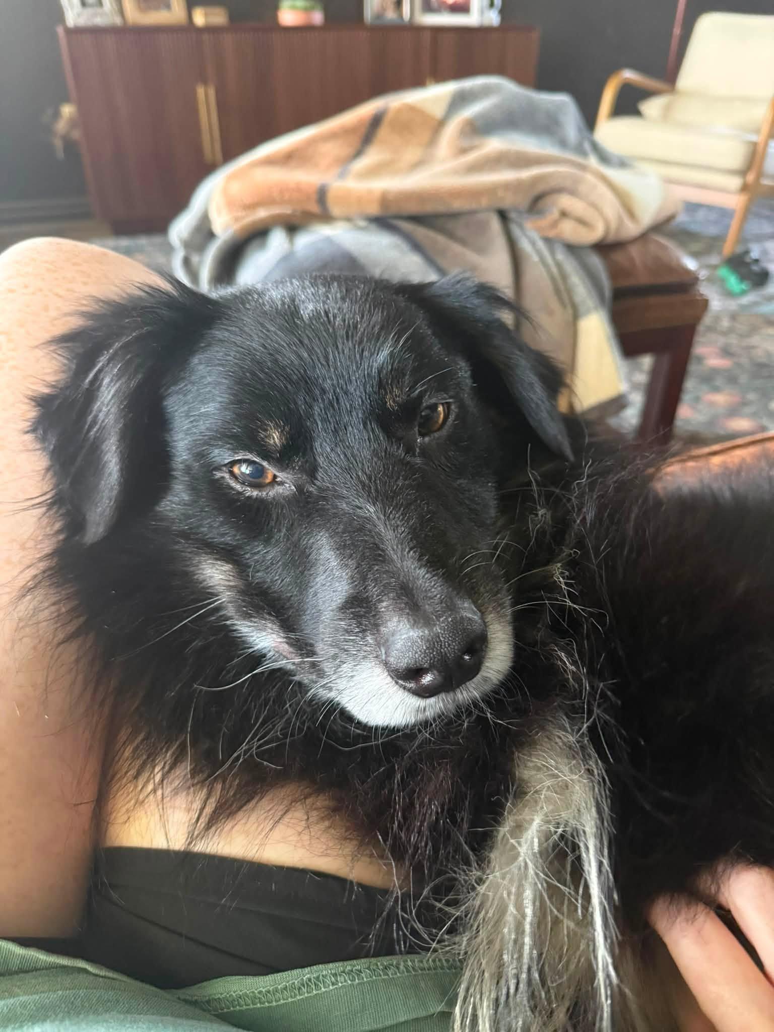 Enlarge [MEDICAL HOLD] ARPH 14706 - Cajun, a Adoptable Australian Shepherd in Tulsa, OK image 1/3