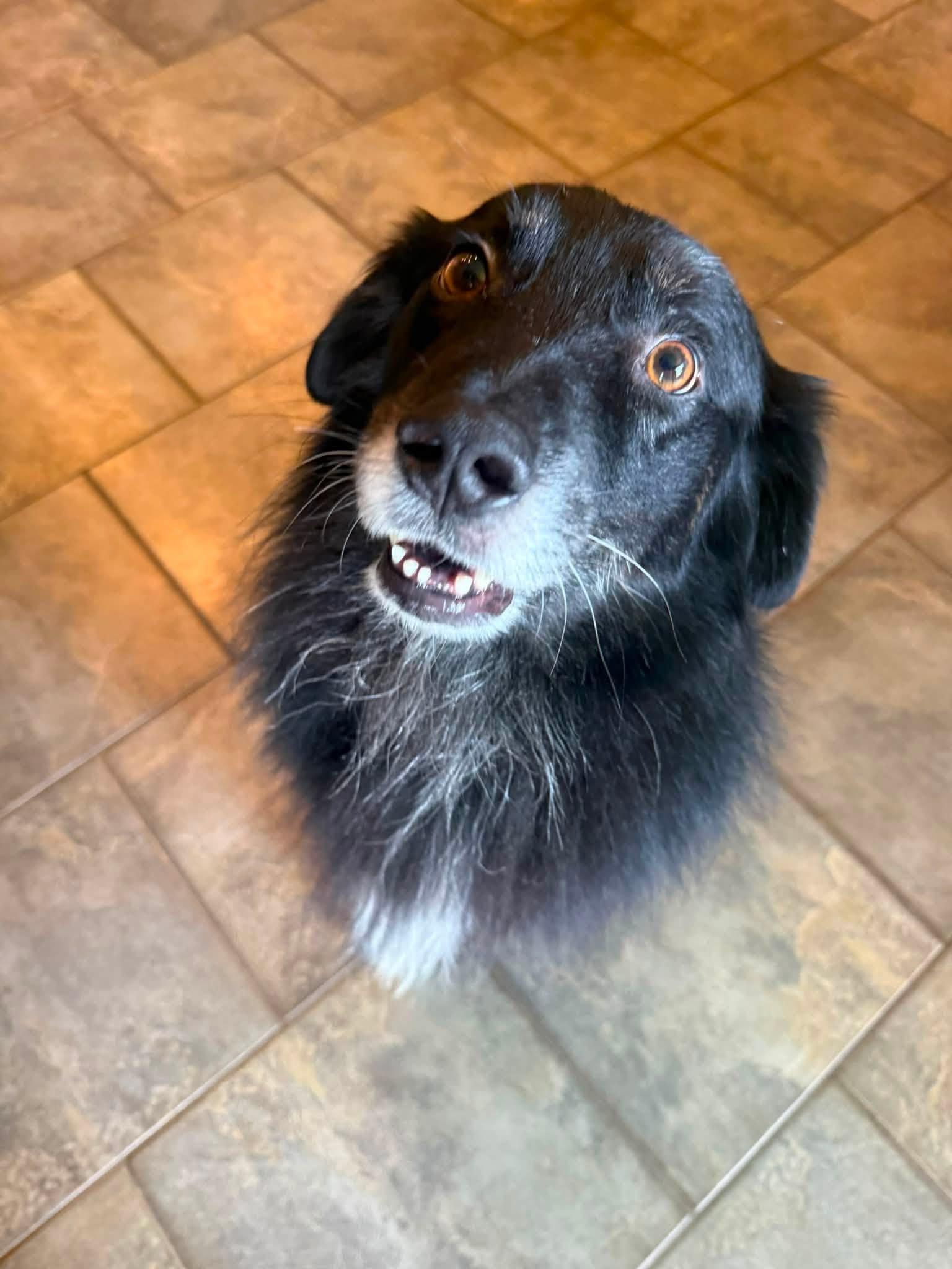Enlarge [MEDICAL HOLD] ARPH 14706 - Cajun, a Adoptable Australian Shepherd in Tulsa, OK image 2/3