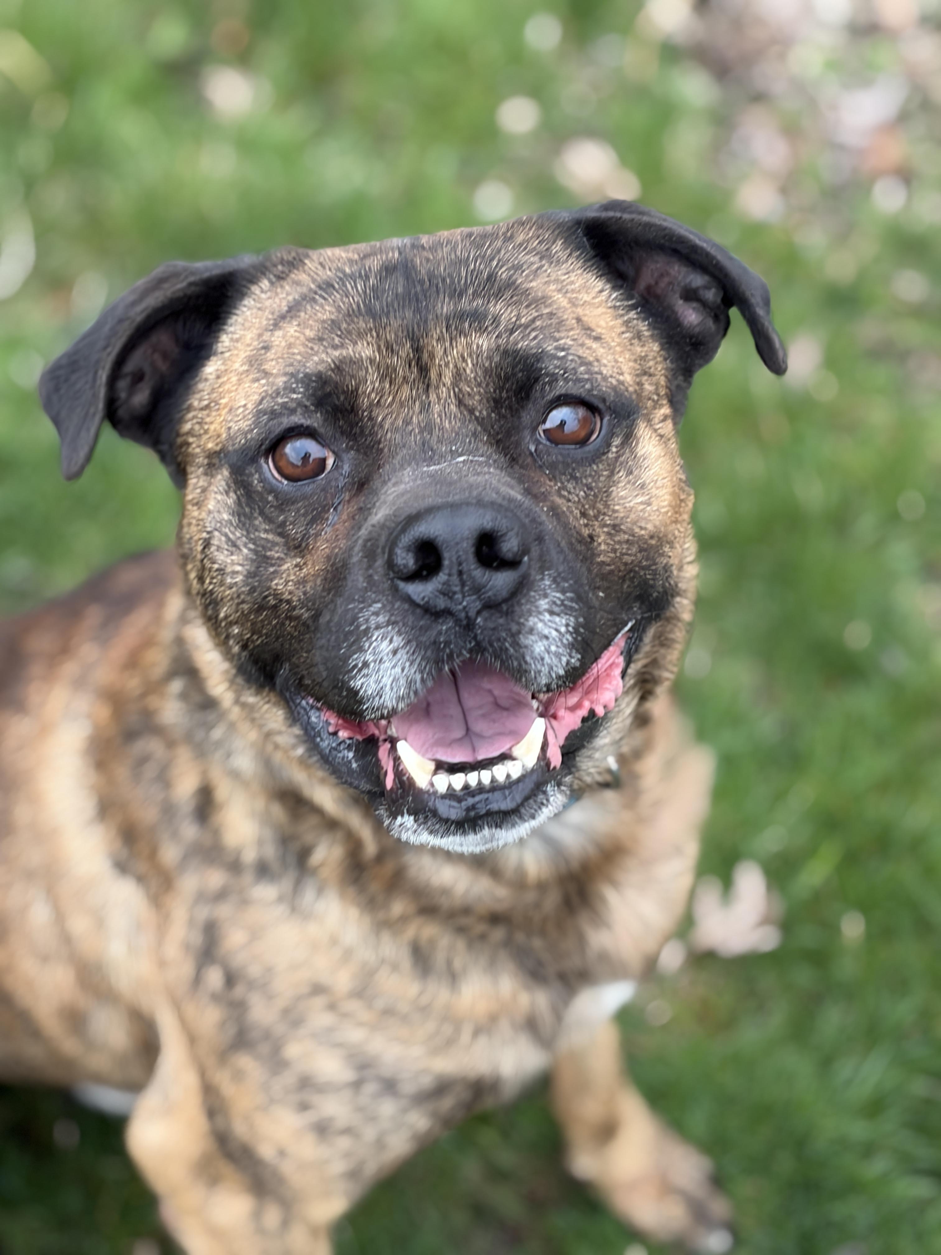 Cletus AVAILABLE , ADOPTABLE, Adult Male Mastiff & Boxer.