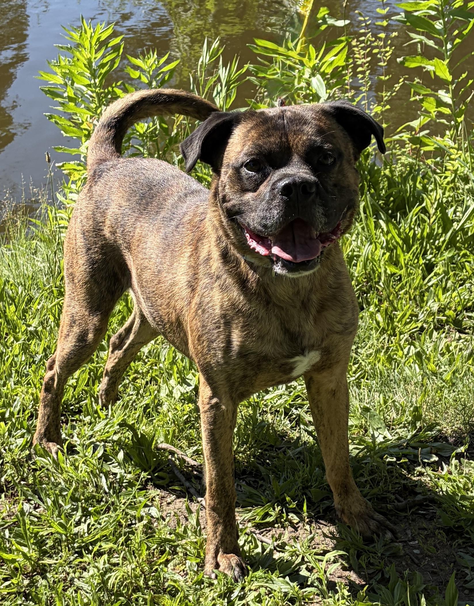 Cletus AVAILABLE , a ADOPTABLE mixed breed in Canton, OH image 1/4