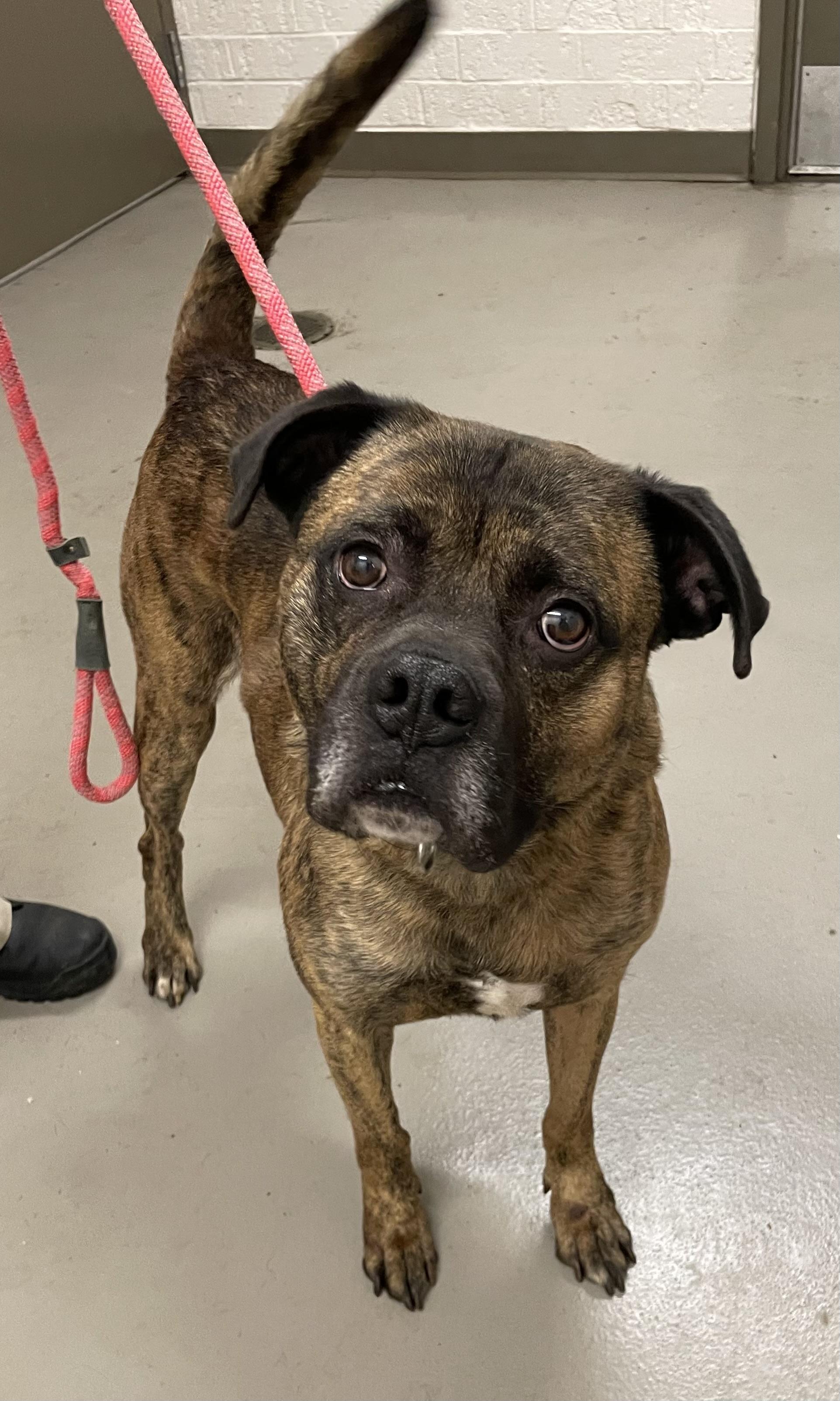 Cletus AVAILABLE , ADOPTABLE, Adult Male Mastiff & Boxer.