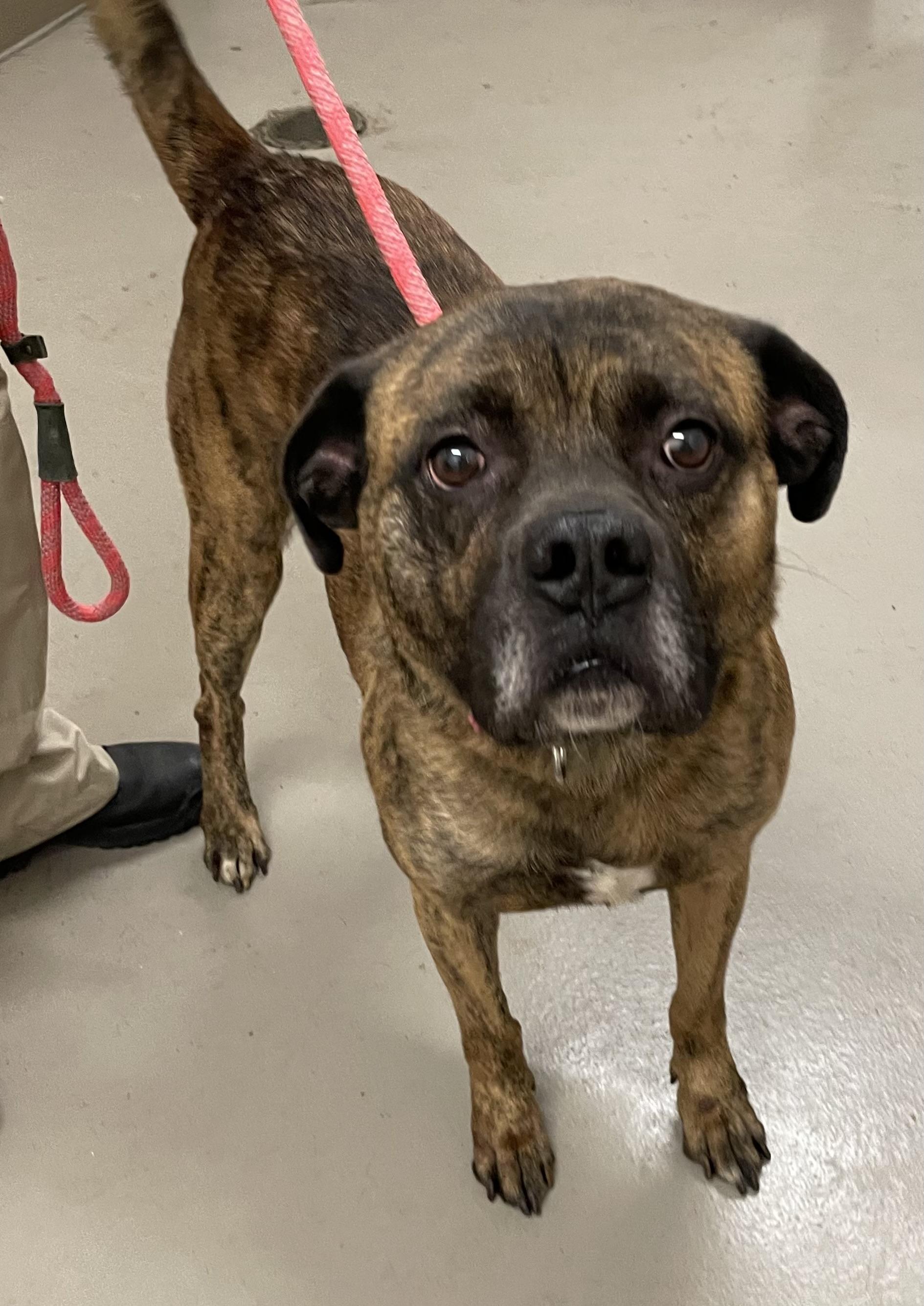 Enlarge Cletus AVAILABLE , a ADOPTABLE mixed breed in Canton, OH image 2/2