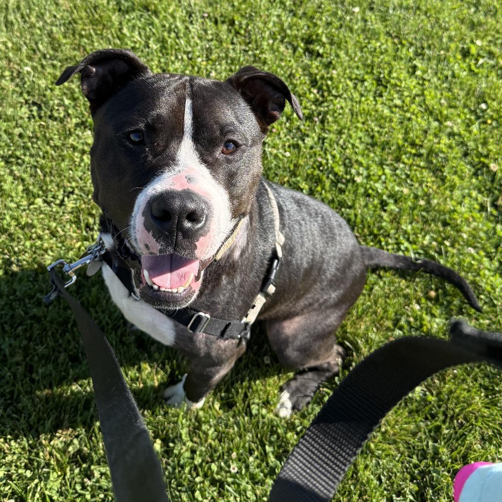 Edgar, Adoptable, Adult Male Mixed Breed.