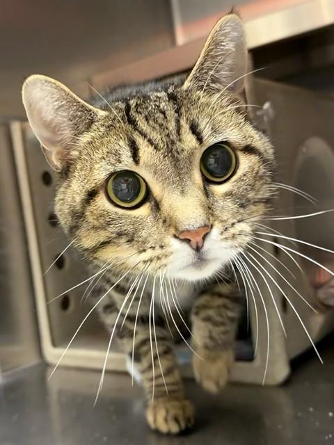 Enlarge CHICO, a Adoptable Domestic Short Hair in Louisville, KY image 1/1