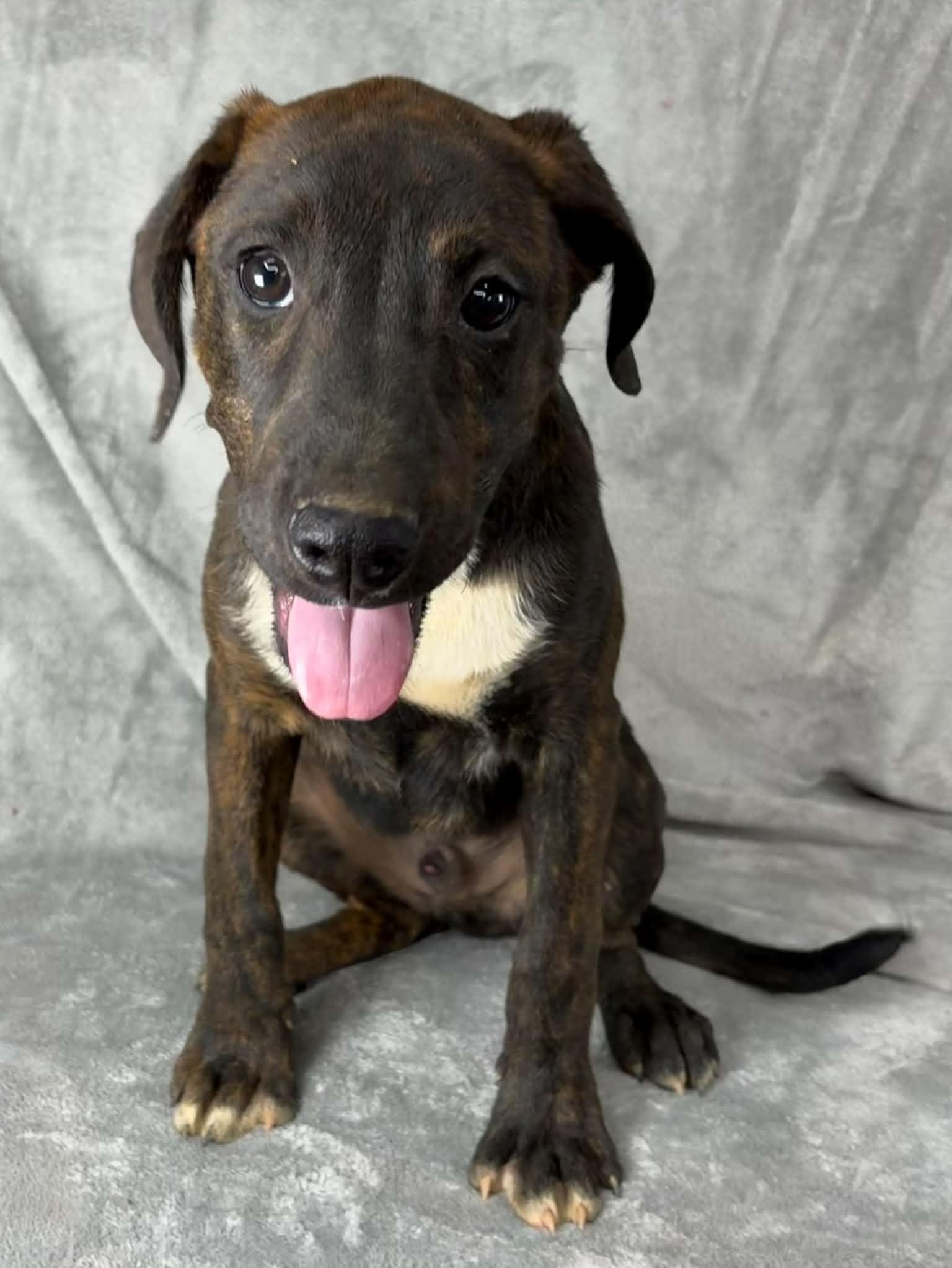 Just A Game, a Adoptable mixed breed in Newport, TN image 5/6