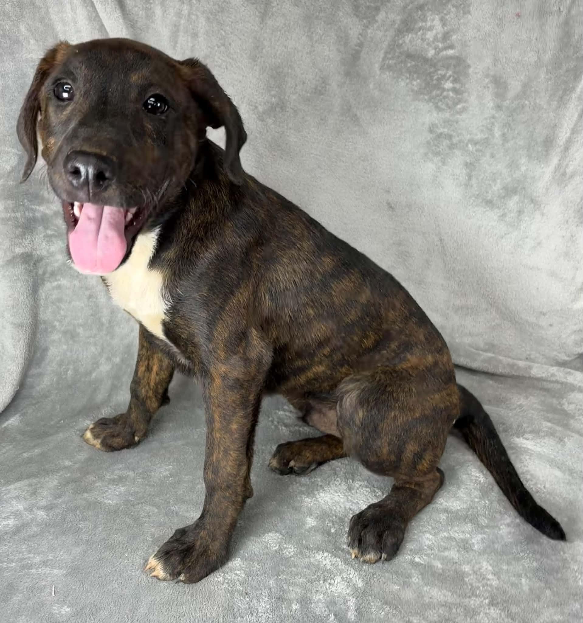 Just A Game, a Adoptable mixed breed in Newport, TN image 4/6