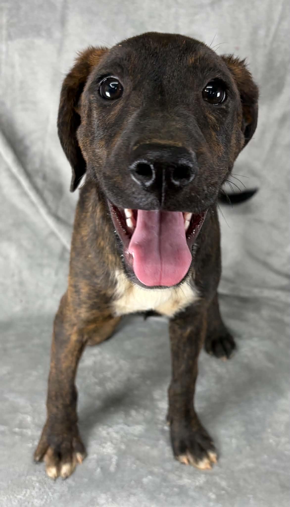 Just A Game, a Adoptable mixed breed in Newport, TN image 3/6