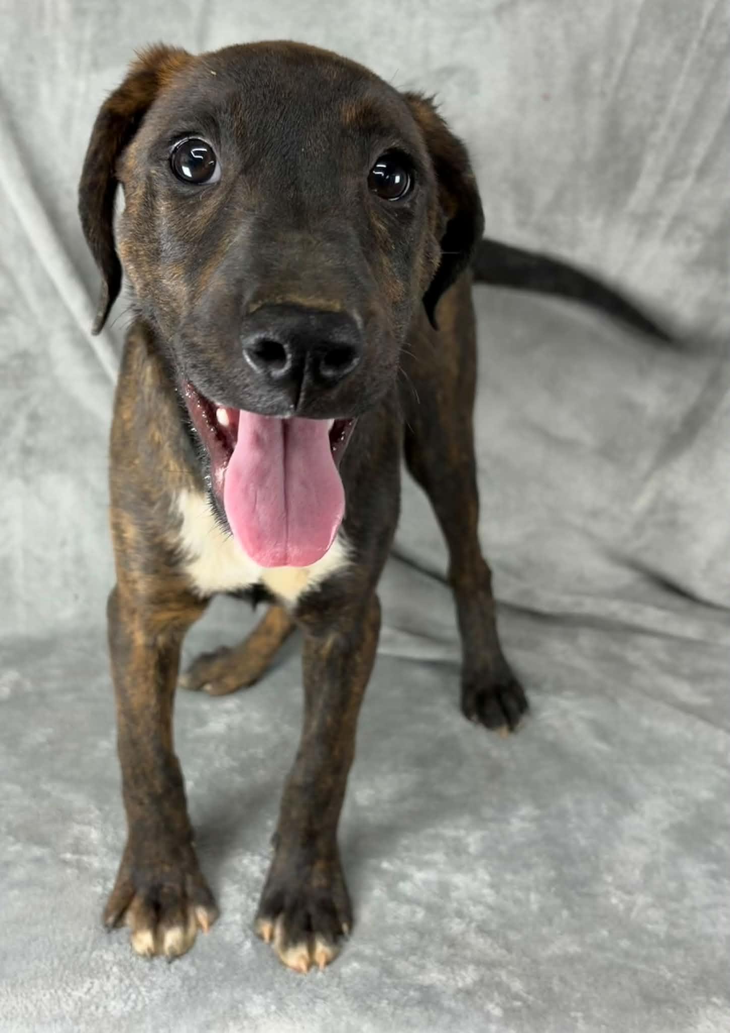 Just A Game, a Adoptable mixed breed in Newport, TN image 6/6