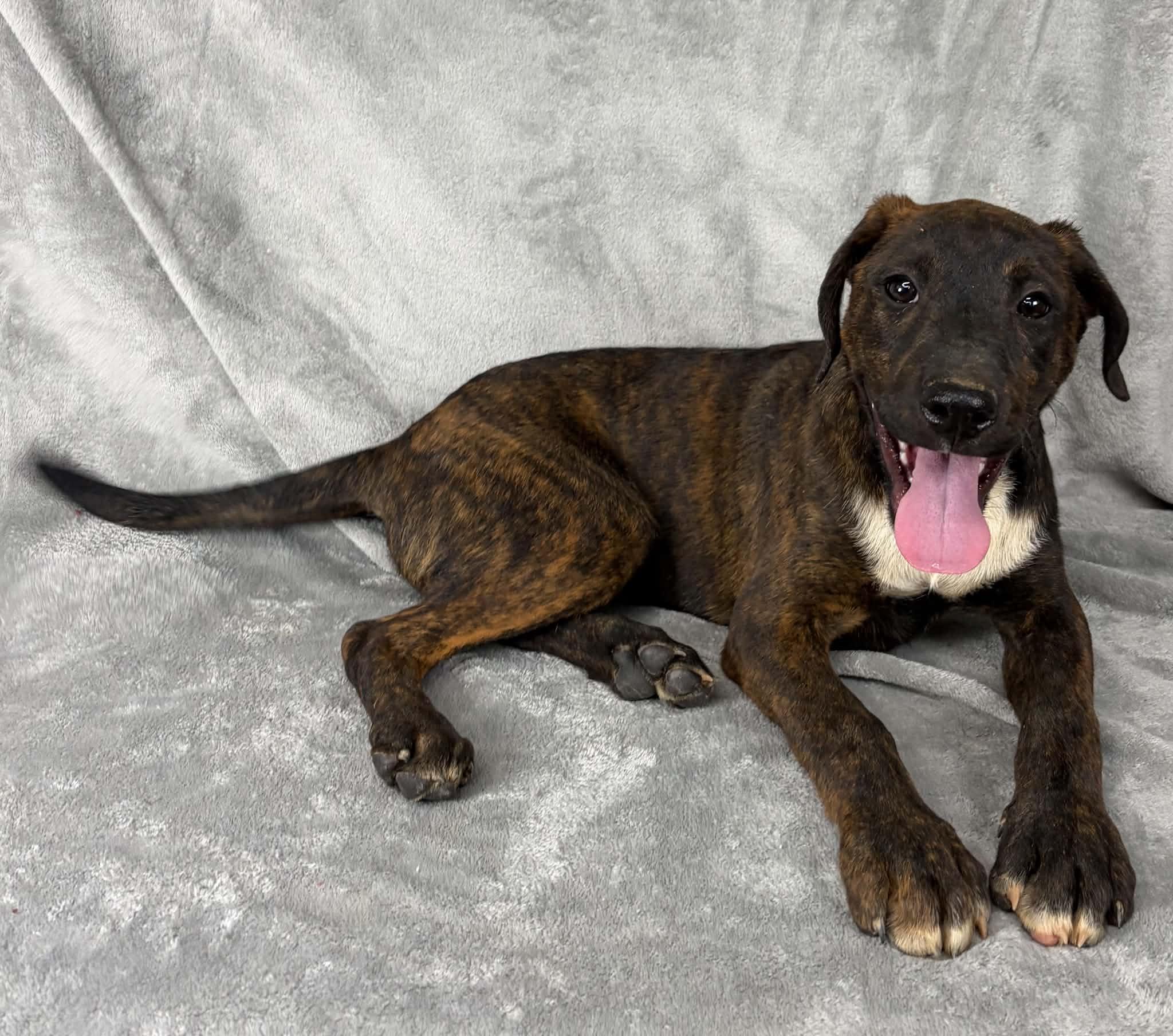 Just A Game, a Adoptable mixed breed in Newport, TN image 2/6