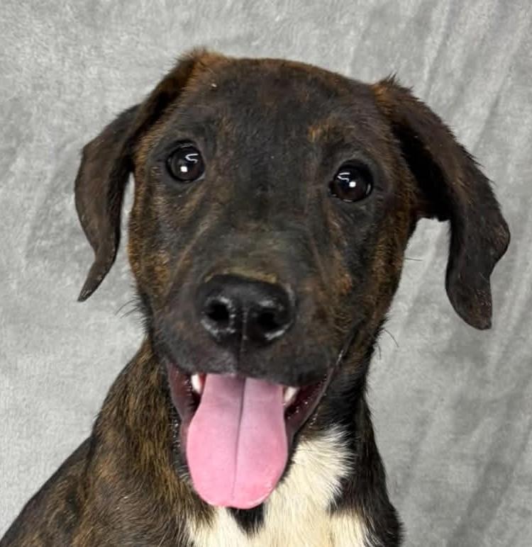 Just A Game, Adoptable, Puppy Male Plott Hound & Labrador Retriever.