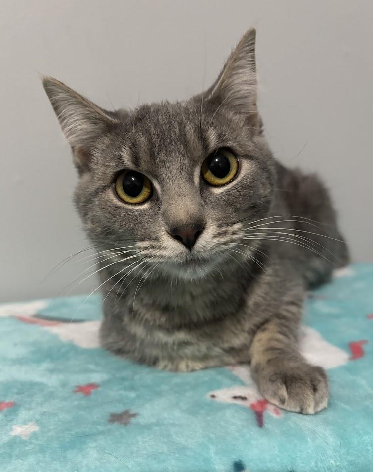 Enlarge Skye, an adopted Domestic Medium Hair in Columbia, MO image 1/1