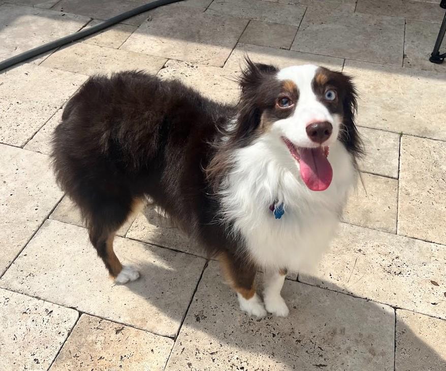 Spice - Mini Aussie girl