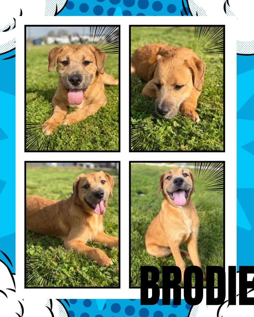Enlarge Brodie, a Adoptable mixed breed in Hopkinsville, KY image 1/3