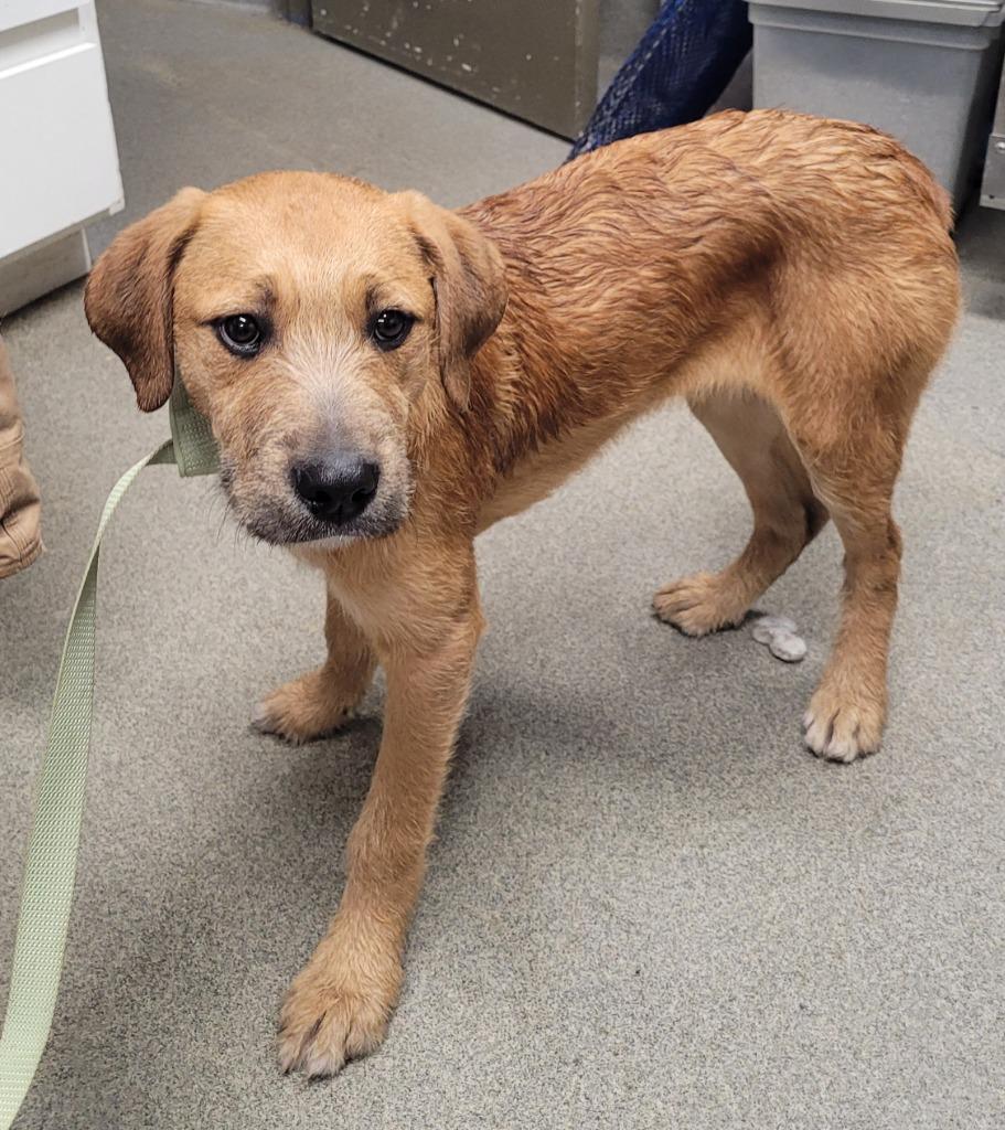 Enlarge Brodie, a Adoptable mixed breed in Hopkinsville, KY image 2/3