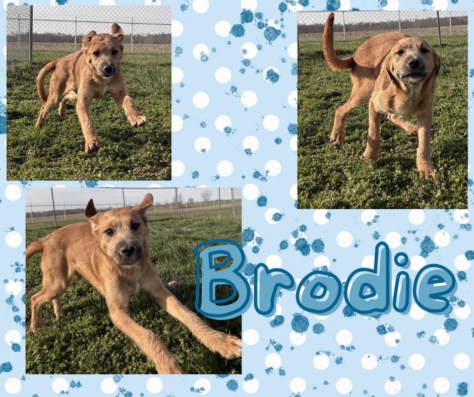 Enlarge Brodie, a Adoptable mixed breed in Hopkinsville, KY image 3/3