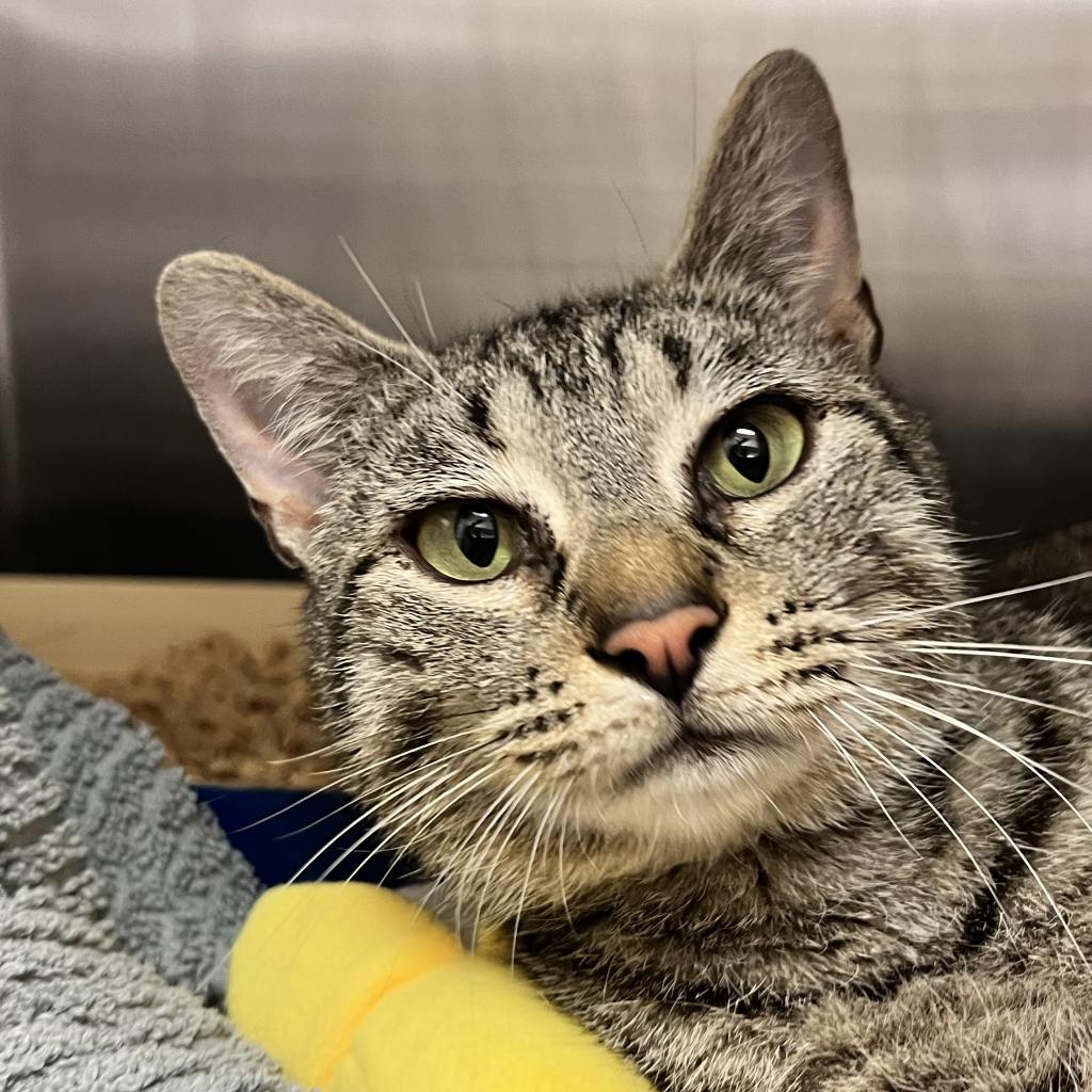 Shiloh — thumbnail 2