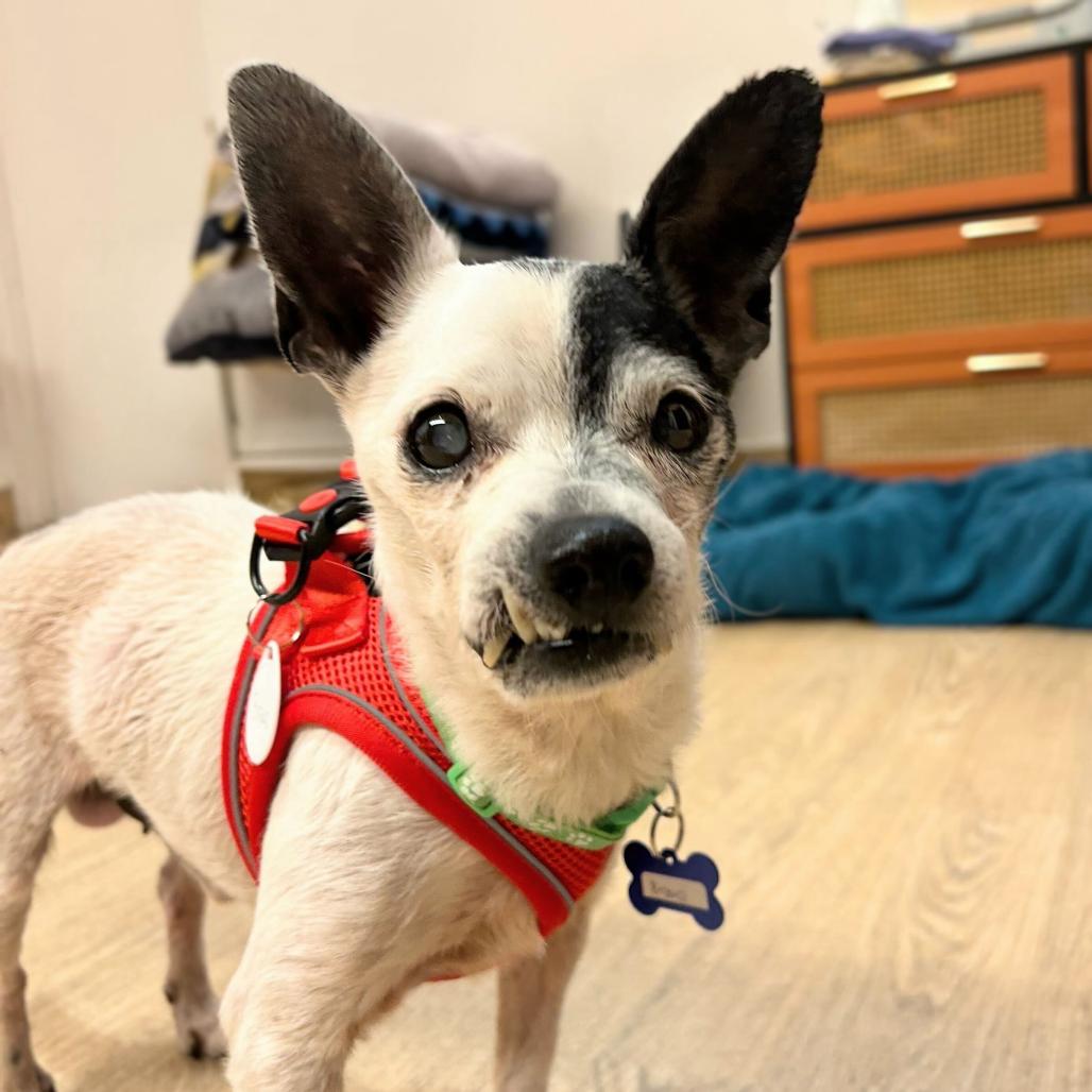 Enlarge Bravo 14147, a Adoptable Chihuahua in San Francisco, CA image 1/6