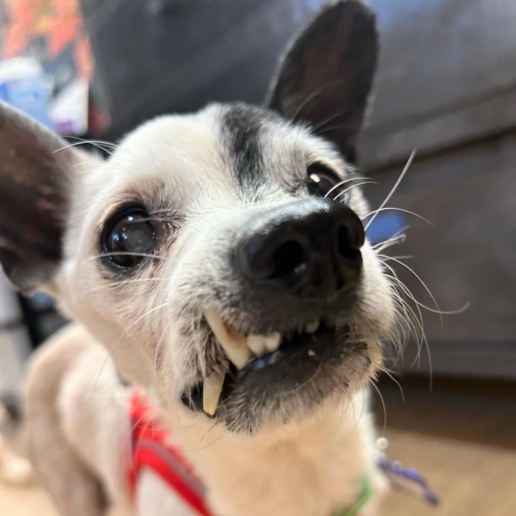 Enlarge Bravo 14147, a Adoptable Chihuahua in San Francisco, CA image 2/6