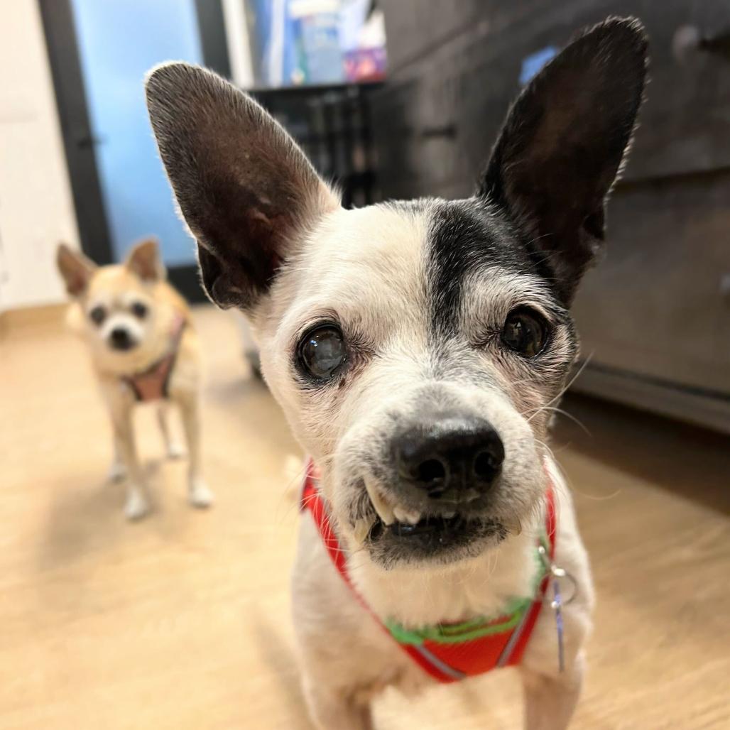 Enlarge Bravo 14147, a Adoptable Chihuahua in San Francisco, CA image 3/6