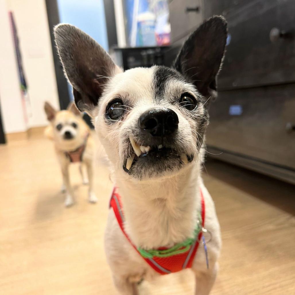 Enlarge Bravo 14147, a Adoptable Chihuahua in San Francisco, CA image 4/6