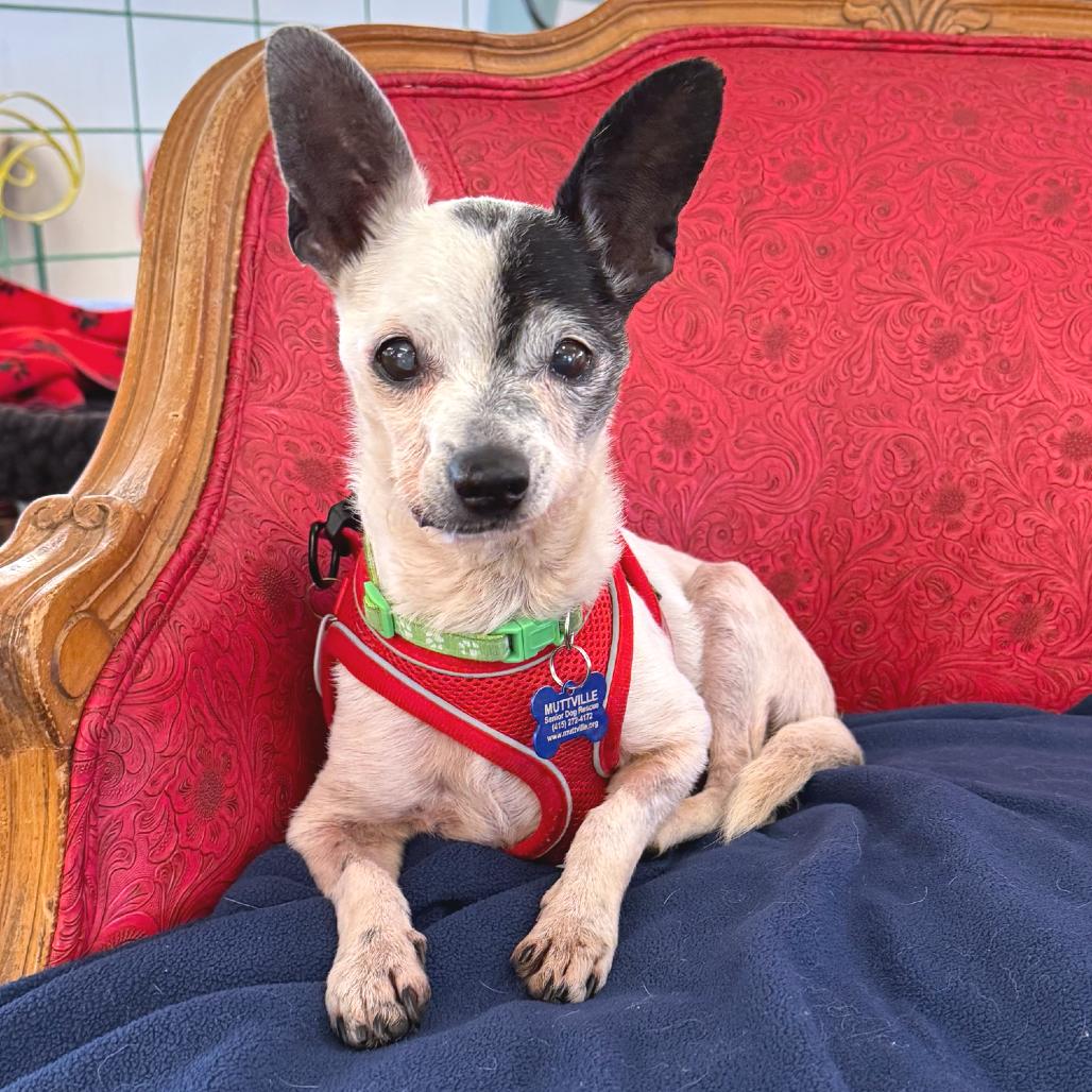 Enlarge Bravo 14147, a Adoptable Chihuahua in San Francisco, CA image 5/6