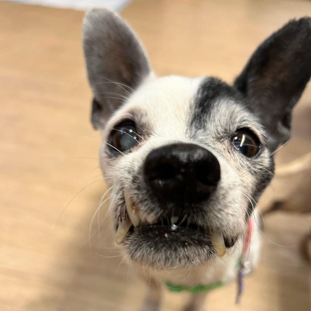 Enlarge Bravo 14147, a Adoptable Chihuahua in San Francisco, CA image 6/6