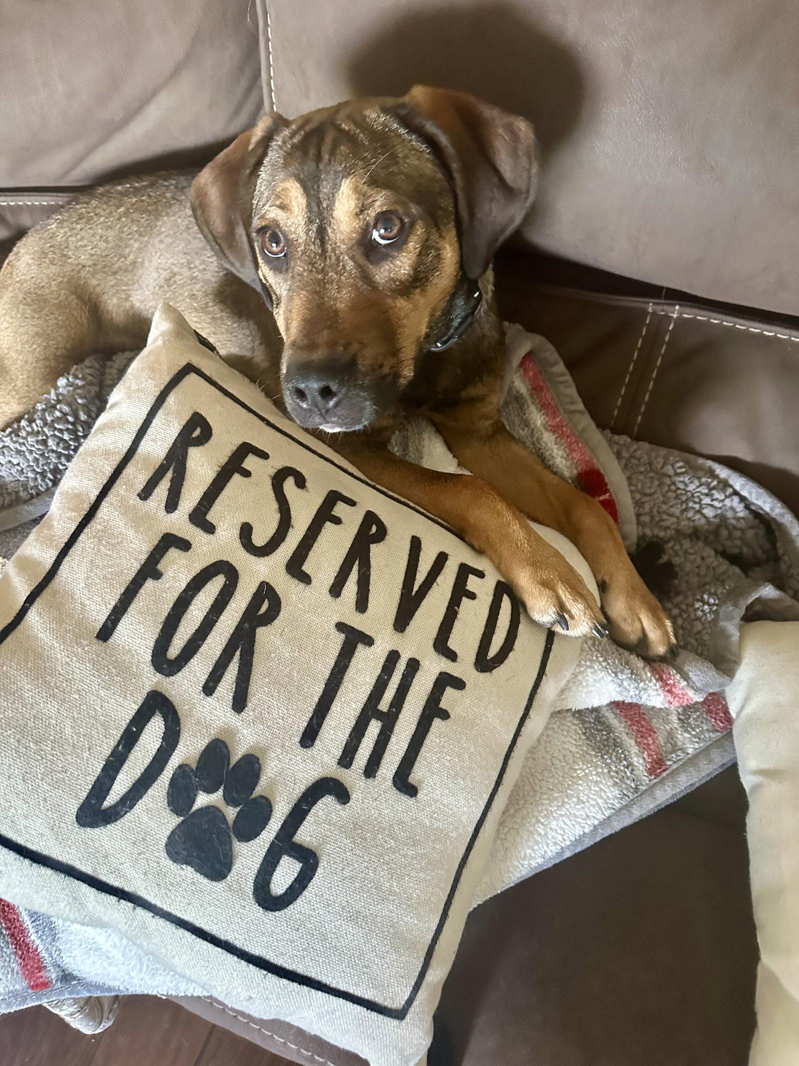 Rio, Adoptable, Young Male Hound & Beagle.