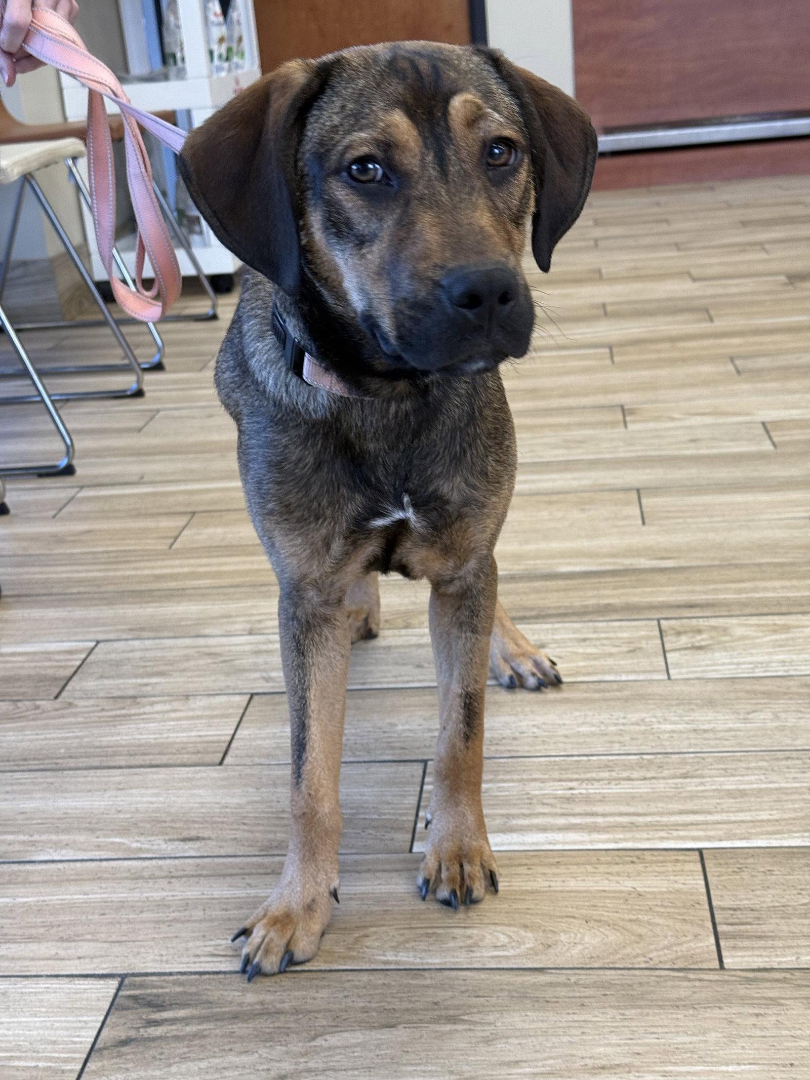 Rio, a Adoptable mixed breed in Valrico, FL image 2/3