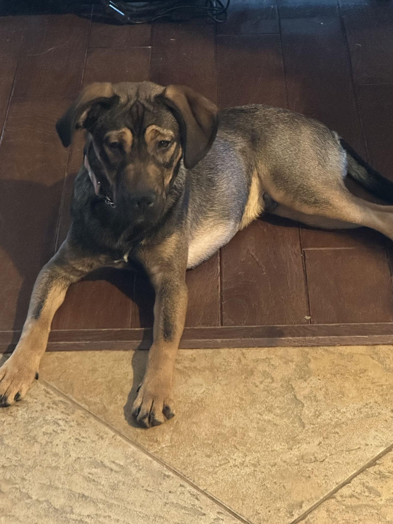 Rio, Adoptable, Young Male Hound & Beagle.