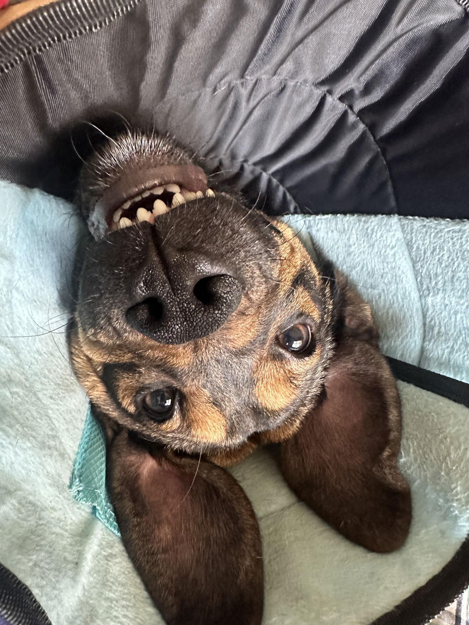 Rio, Adoptable, Young Male Hound & Beagle.