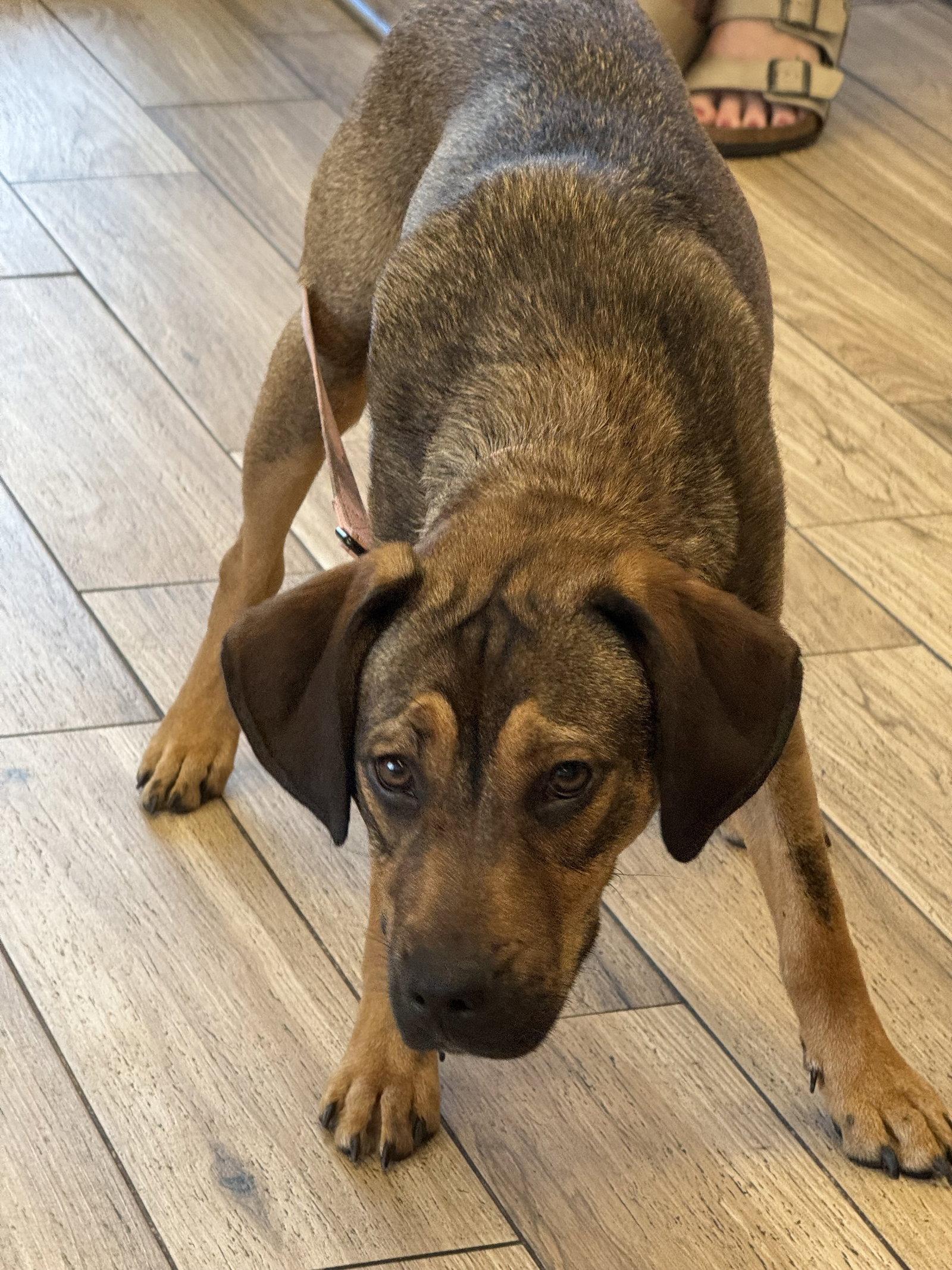 Rio, a Adoptable mixed breed in Valrico, FL image 3/3