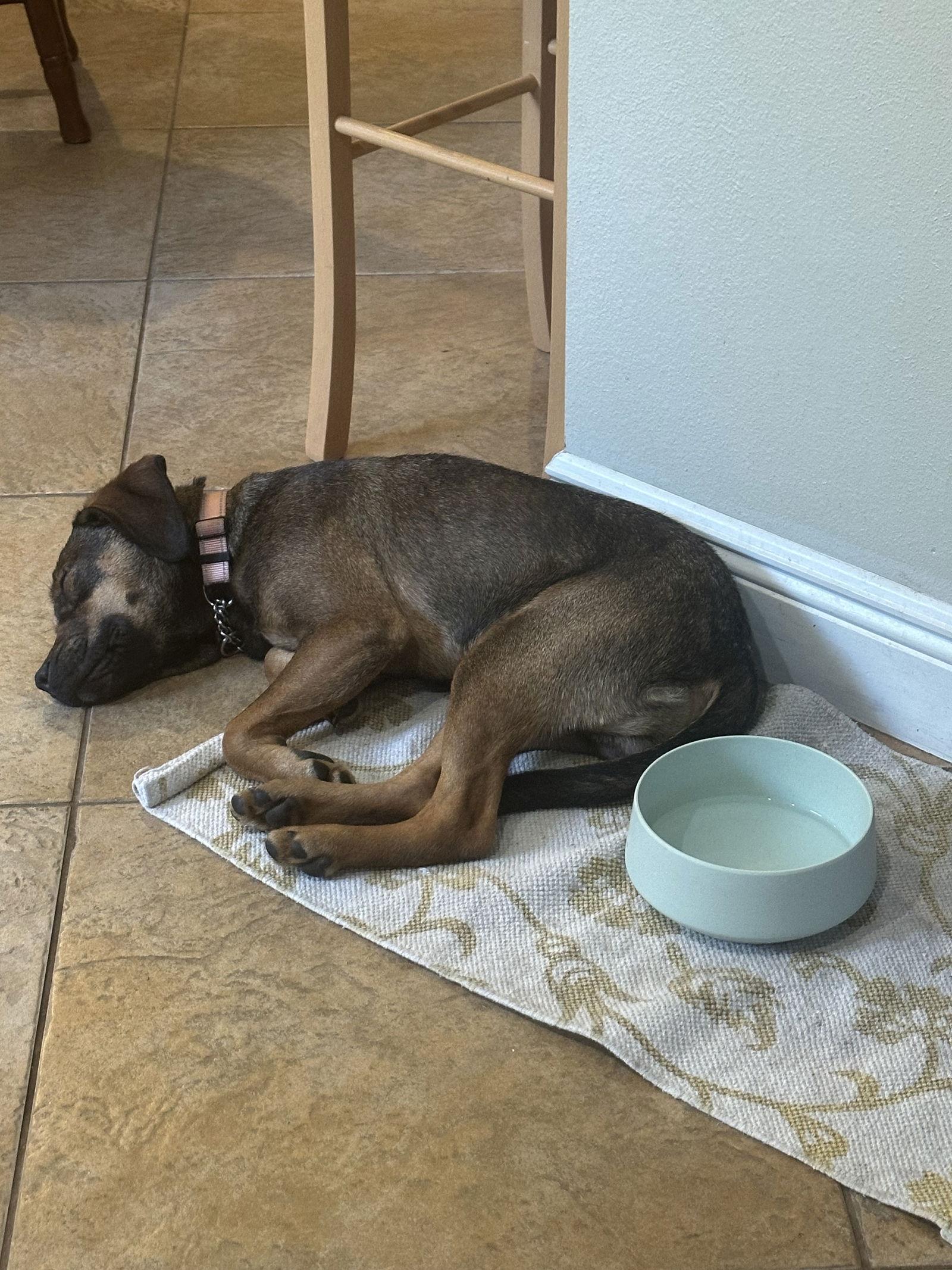 Rio, a Adoptable mixed breed in Valrico, FL image 3/3