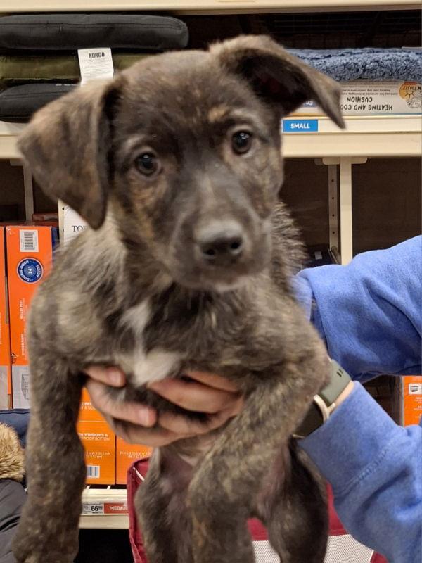 Grinch, a Adoptable Labrador Retriever in House Springs, MO image 1/2