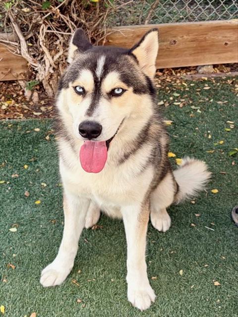 Enlarge CASSIUS, a Adoptable Siberian Husky in Salinas, CA image 1/1