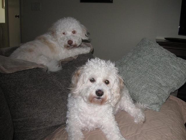 Daisy #564, Adoptable, Adult Female Cockapoo.