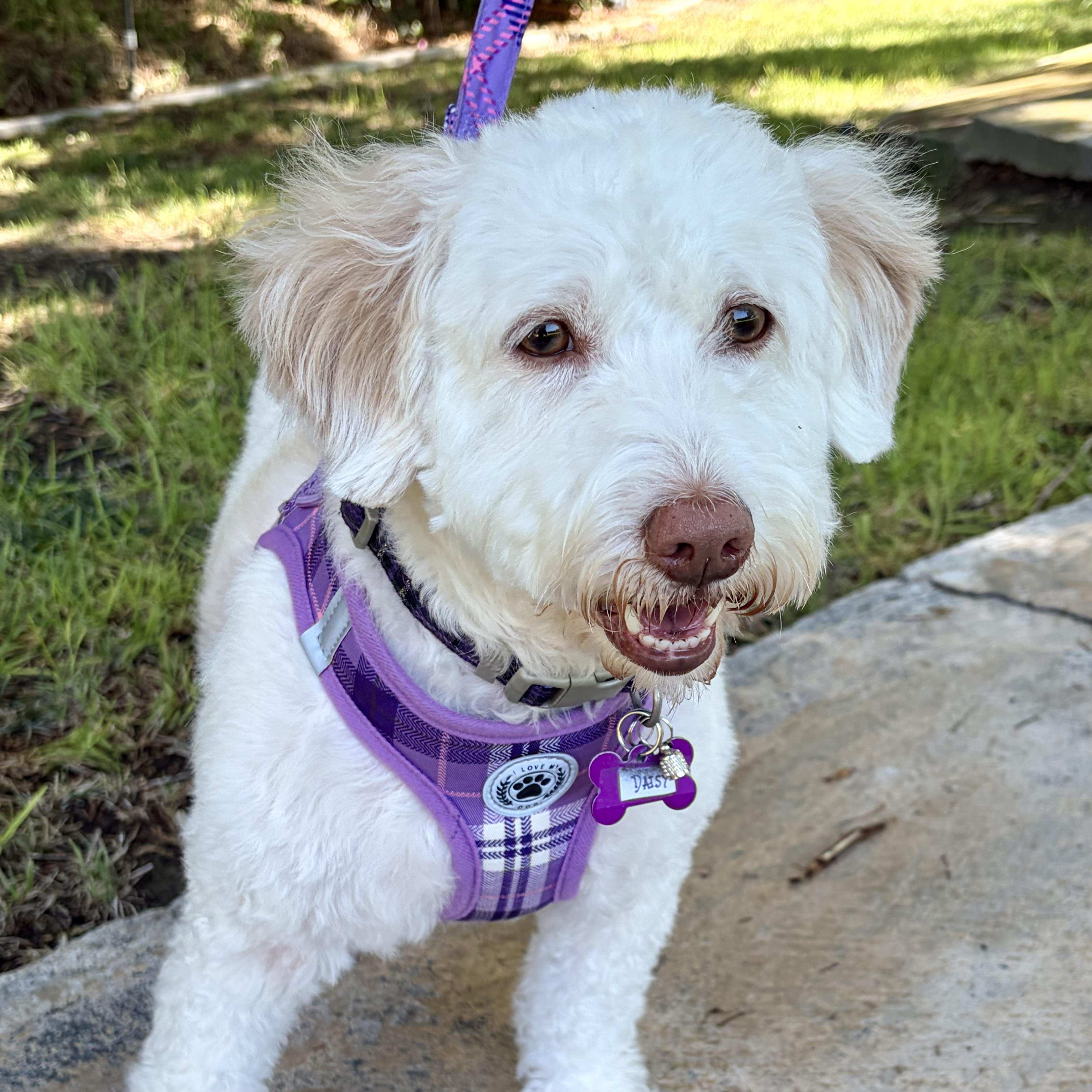 Enlarge Daisy #564, a Adopted mixed breed in Placentia, CA image 3/6