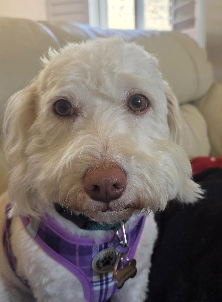 Enlarge Daisy #564, a Adoptable mixed breed in Placentia, CA image 4/6