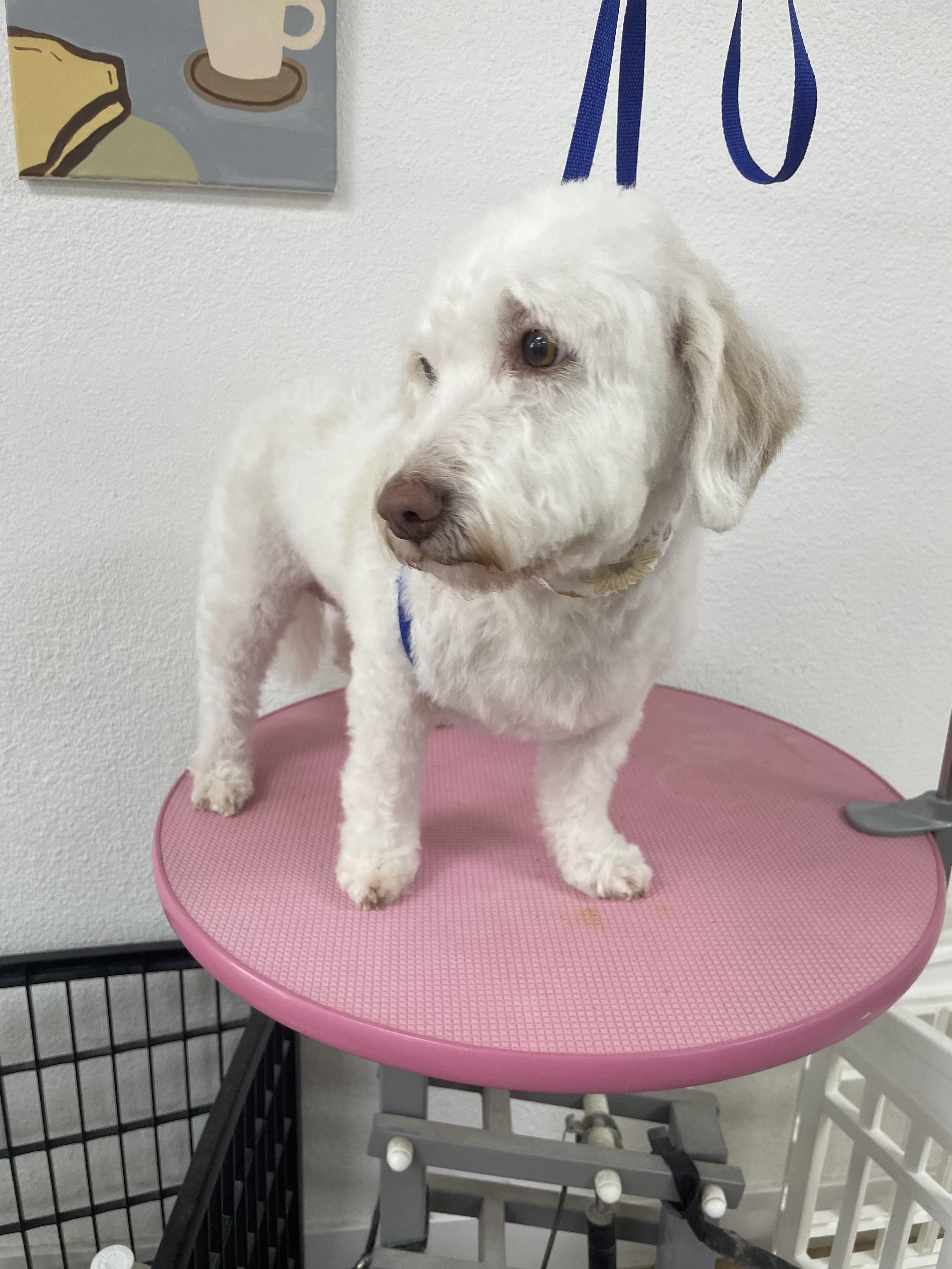 Enlarge Daisy #564, a Adoptable mixed breed in Placentia, CA image 5/6
