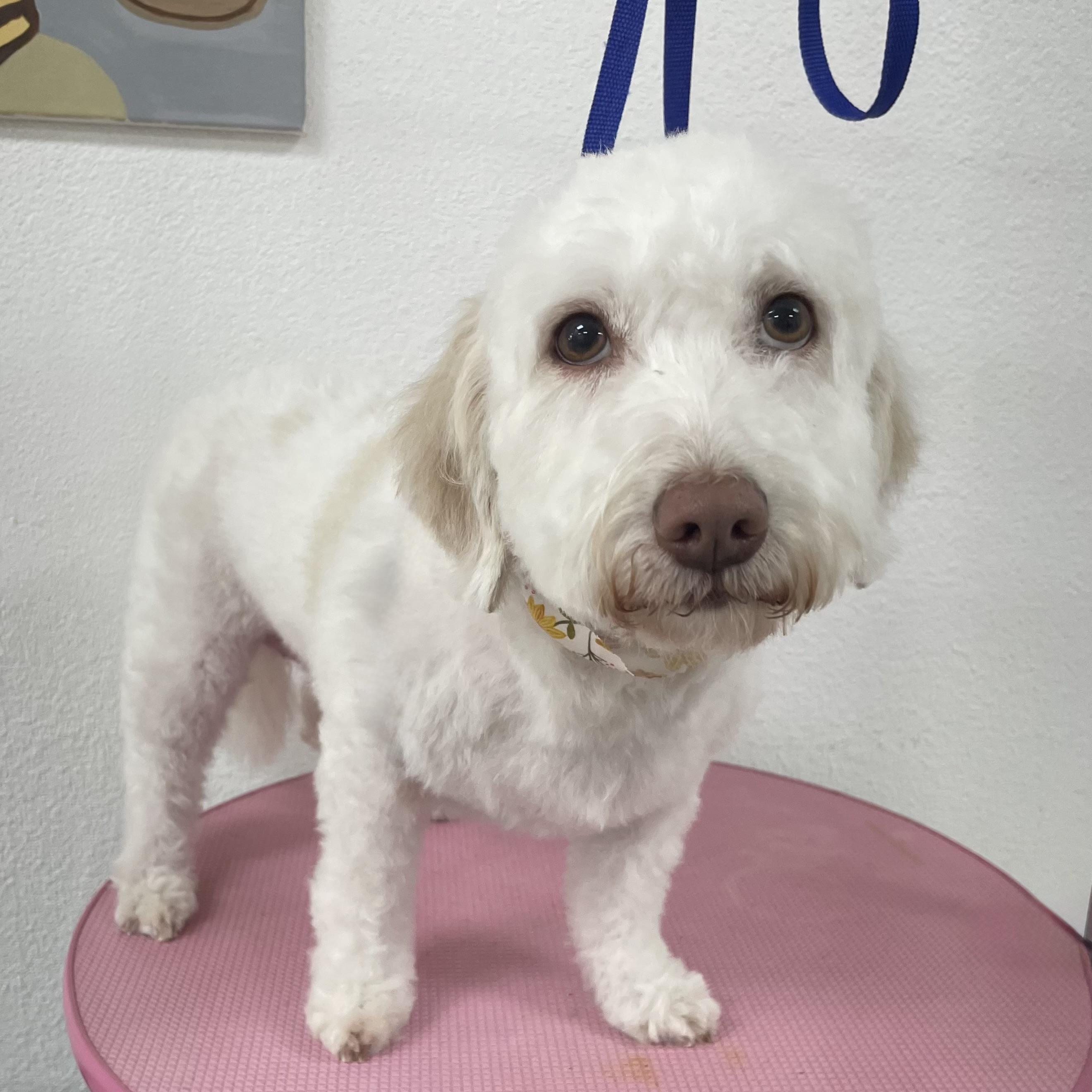 Enlarge Daisy #564, a Adoptable mixed breed in Placentia, CA image 6/6